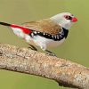 Close Up Diamond Firetail Diamond Paintings