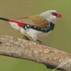 Close Up Diamond Firetail Diamond Paintings