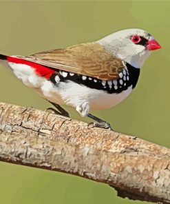 Close Up Diamond Firetail Diamond Paintings