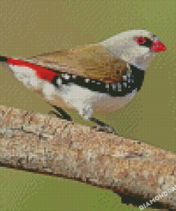 Close Up Diamond Firetail Diamond Paintings