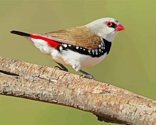 Close Up Diamond Firetail Diamond Paintings