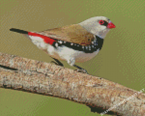 Close Up Diamond Firetail Diamond Paintings