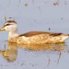 Cotton Pygmy Goose Diamond Painting