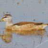 Cotton Pygmy Goose Diamond Painting