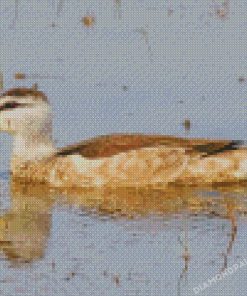 Cotton Pygmy Goose Diamond Painting