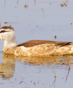 Cotton Pygmy Goose Diamond Painting