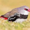 Diamond Firetail Finch Diamond Paintings