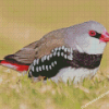 Diamond Firetail Finch Diamond Paintings