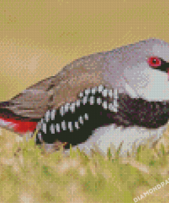 Diamond Firetail Finch Diamond Paintings