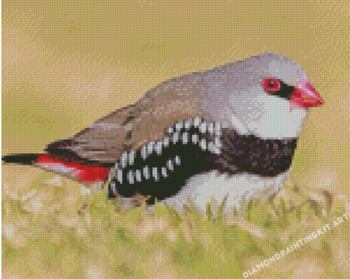 Diamond Firetail Finch Diamond Paintings