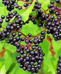 Elderberry Tree Diamond Paintings