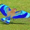 Indian Roller Bird Diamond Painting