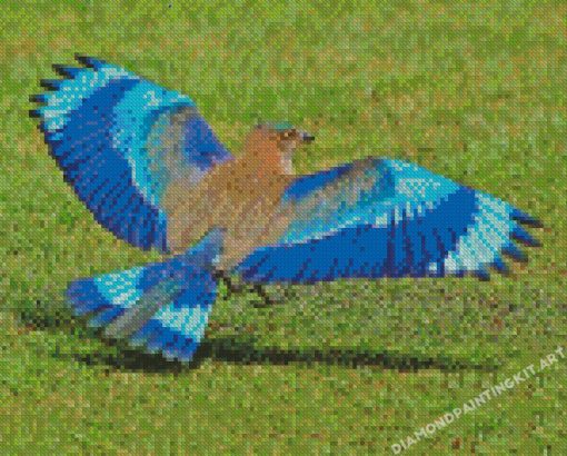 Indian Roller Bird Diamond Painting