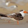 Indian Skimmer Diamond Painting