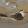 Indian Skimmer Diamond Painting