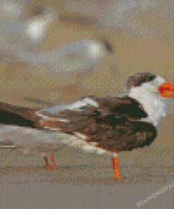 Indian Skimmer Diamond Painting