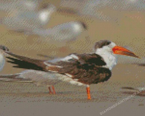 Indian Skimmer Diamond Painting