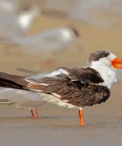 Indian Skimmer Diamond Painting