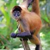 Panama Spider Monkey Costa Rica Diamond Paintings