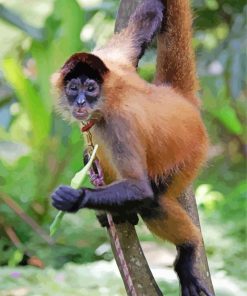 Panama Spider Monkey Costa Rica Diamond Paintings