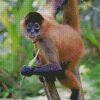 Panama Spider Monkey Costa Rica Diamond Paintings