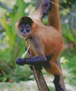 Panama Spider Monkey Costa Rica Diamond Paintings