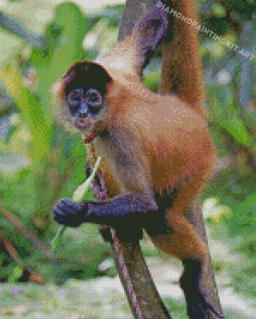 Panama Spider Monkey Costa Rica Diamond Paintings