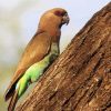 Red Bellied Parrot Bird Diamond Paintings