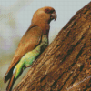 Red Bellied Parrot Bird Diamond Paintings