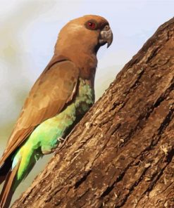 Red Bellied Parrot Bird Diamond Paintings