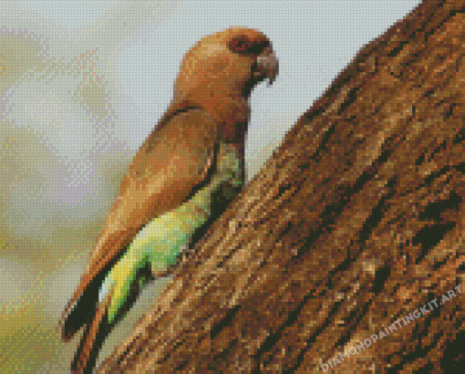 Red Bellied Parrot Bird Diamond Paintings