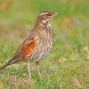 Redwing Bird Diamond Painting