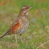 Redwing Bird Diamond Painting