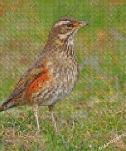 Redwing Bird Diamond Painting