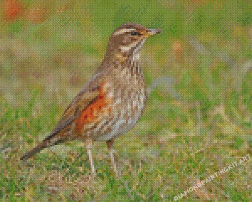 Redwing Bird Diamond Painting