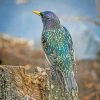 Starling Bird Back Diamond Paintings