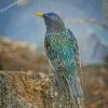 Starling Bird Back Diamond Paintings