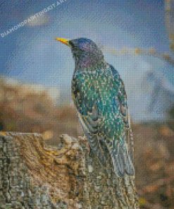 Starling Bird Back Diamond Paintings