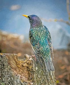 Starling Bird Back Diamond Paintings