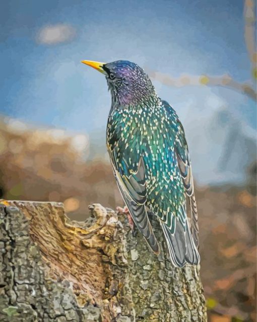 Starling Bird Back Diamond Paintings