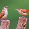 Wren Birds Diamond Paintings