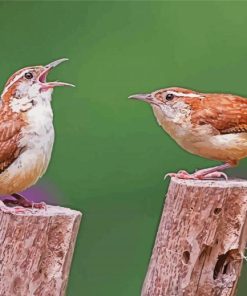 Wren Birds Diamond Paintings