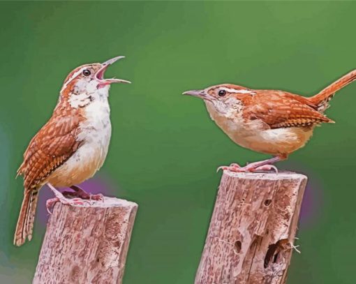 Wren Birds Diamond Paintings