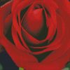 Black Red Rose Flower Diamond Paintings