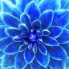 Blue Dahlia Close Up Diamond Painting