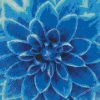 Blue Dahlia Close Up Diamond Painting