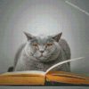 Grey Cat Reading Diamond Paintings