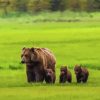 Mother Bear And Three Cubs Diamond Paintings