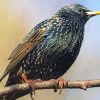 Starling Bird On A Branch Diamond Paintings