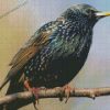 Starling Bird On A Branch Diamond Paintings